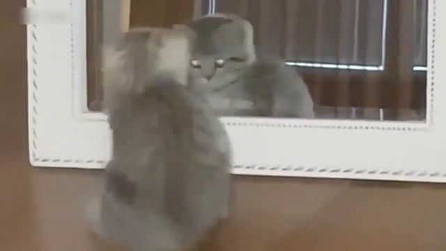 Зверь, приручивший человека))) Смешные Кошки 2022 смотреть онлайн