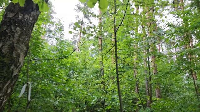Лесной коп с металлоискателем. После грозы пошли монеты. смотреть онлайн