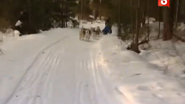 Мастер-класс со звездой. Езда на собаках. смотреть онлайн