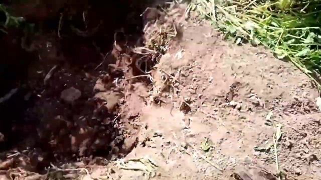 Двух дневный коп на заброшенных фермах. Поиск металла с металлоискателем смотреть онлайн