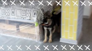 Дрессировка собаки в домашних условиях. Первые команды и воспитание. Немецкая овчарка, 3,5 месяца.