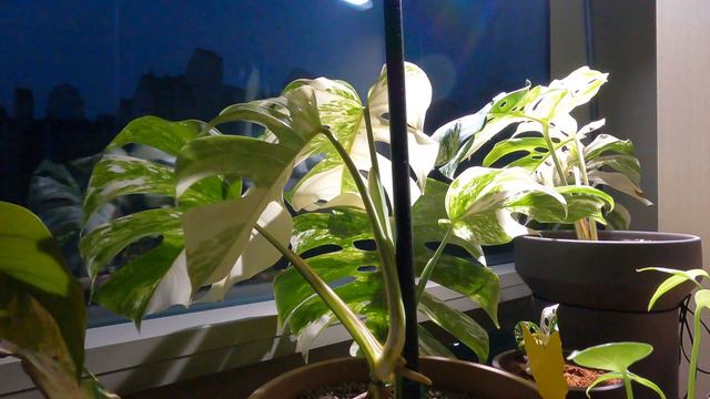 Monstera albo borsigiana variegata - Time lapse [4K] смотреть онлайн