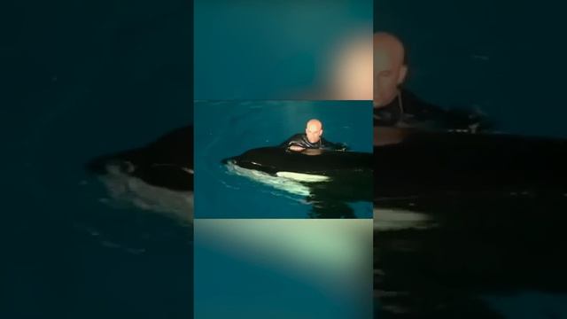 Косатка проучила своего дрессировщика смотреть онлайн