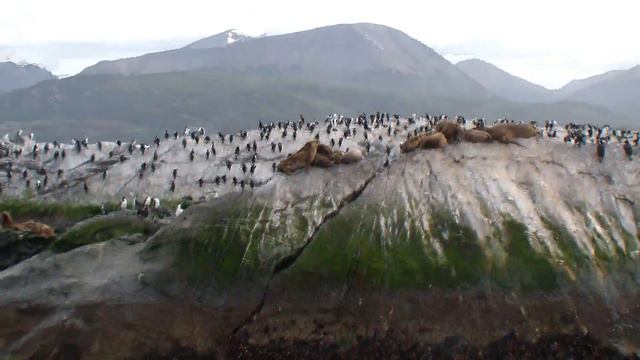 Пингвины, морские львы, кормораны. Край Света, пролив Бигль. смотреть онлайн