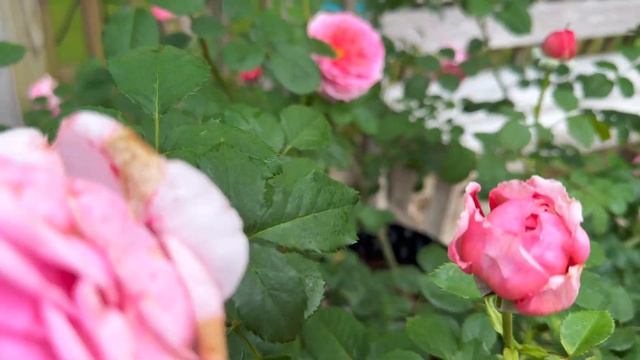 Princess Alexandra of Kent - 3rd Year - April смотреть онлайн