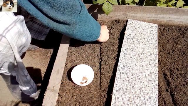 Как правильно посадить редьку семенами в открытый грунт когда сажать смотреть онлайн