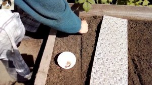 Как правильно посадить редьку семенами в открытый грунт когда сажать