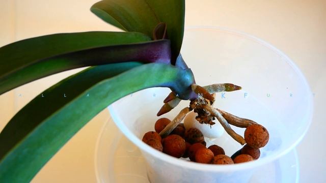 Быстро нарастить корни Орхидеи/Реанимация взрослой Орхидеи в воде смотреть онлайн