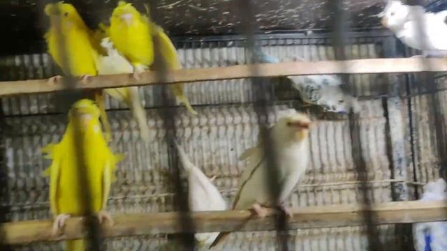 Lahore Birds Market Price Update | Albino red eyes | sun conure | java sparrow | birds Market in pa смотреть онлайн