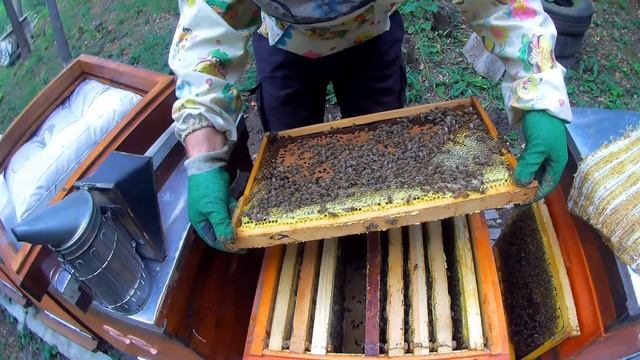 Матки Карника от Андрея Баскевича. Подсадка. смотреть онлайн