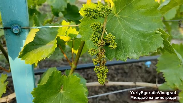 ? Внимание! Эта БОЛЕЗНЬ ВИНОГРАДА уничтожит УРОЖАЙ за пару дней. Милдью на СОЦВЕТИЯХ, это приговор. смотреть онлайн