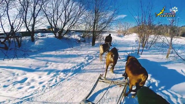 Оленья ферма в подмосковном Дзержинском смотреть онлайн