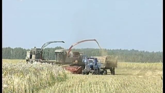 Богатый урожай может привести к банкротству южноуральских фермеров смотреть онлайн