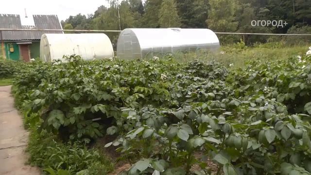 Огород+: Полный обзор теплицы "Рублевская" за 1 год. ЗАВОД ГОТОВЫХ ТЕПЛИЦ смотреть онлайн