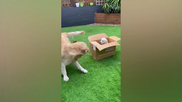 Я РЖАЛ ПОЛЧАСА?ПРИКОЛЫ С КОТАМИ И ДРУГИМИ ЖИВОТНЫМИ?СМЕШНЫЕ КОШКИ И СОБАКИ 2022 #121 смотреть онлайн