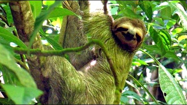 ПРАВДА ЛИ ЛЕНИВЕЦ ЛЕНИВЫЙ?! САМЫЕ ИНТЕРЕСНЫЕ ФАКТЫ О ЛЕНИВЦАХ! смотреть онлайн