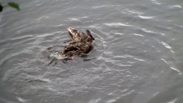 Утки дерутся смотреть онлайн