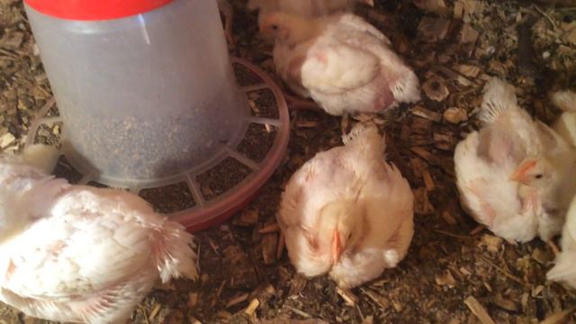 БРОЙЛЕРЫ Кобб 500 [весна 2020] смотреть онлайн