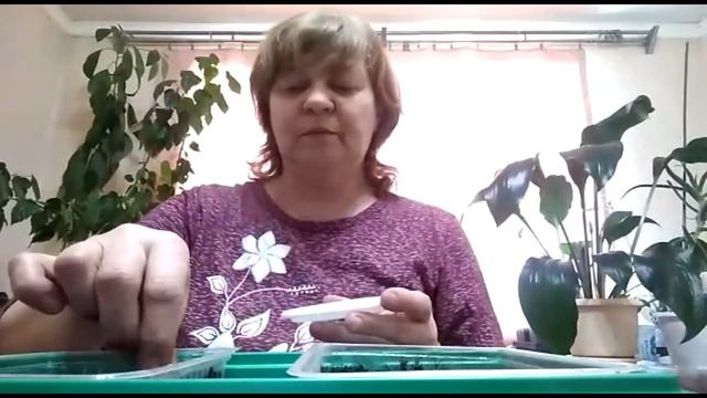 сажаю лаванду на рассаду смотреть онлайн
