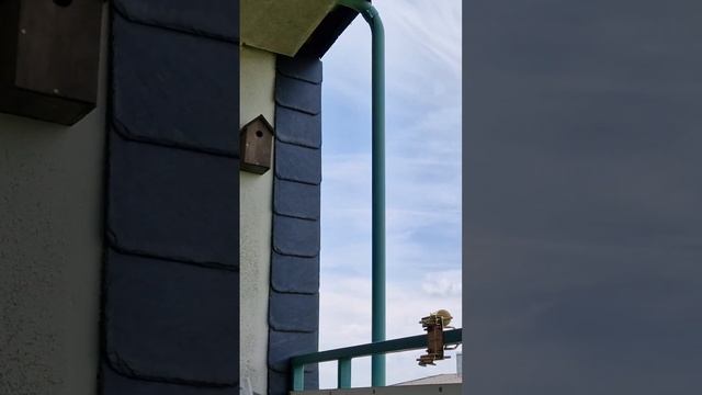 Синички живут на балконе. Домик для синички :) Большая синица смотреть онлайн