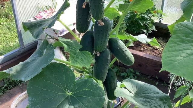 Работа в теплицах продолжается. Обрываю листья у перца. смотреть онлайн