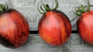 Томат Гаргамель. Красный в чёрном!