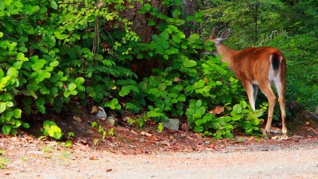 Звуки леса, щебетание птиц для релаксации, медитации и хорошего сна смотреть онлайн