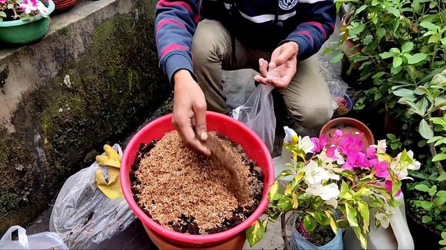 बुगेनवीलीया ऐसे लगाएं की पड़ोसी देखने के लिए दौरे चले आयें // Bougainvillea Bumper Flowering смотреть онлайн