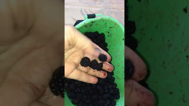 Ежевика созрела смотреть онлайн