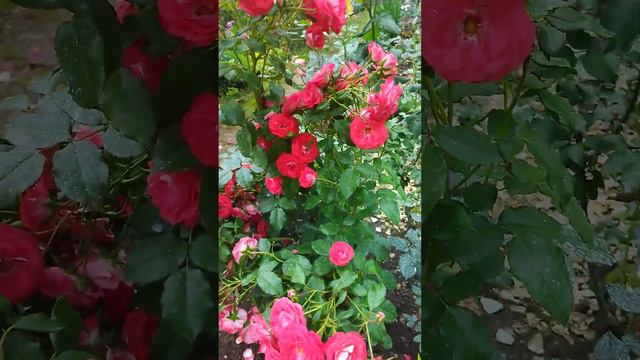 Planten un Blomen Rose...15 ივნისი, 2023 смотреть онлайн