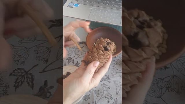Кедровые орехи или семена Сосны сибирской. смотреть онлайн