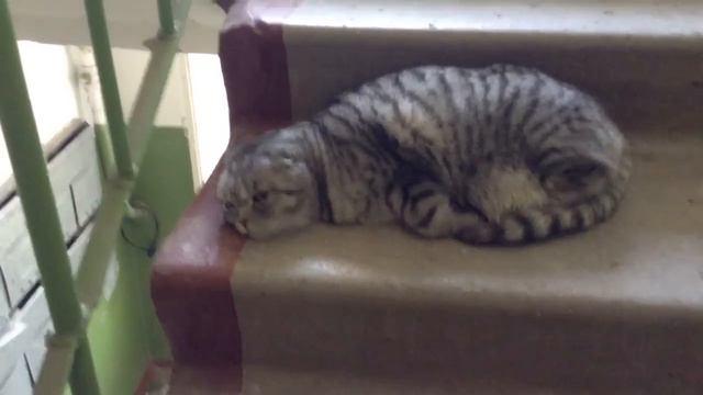 найдена кошка смотреть онлайн