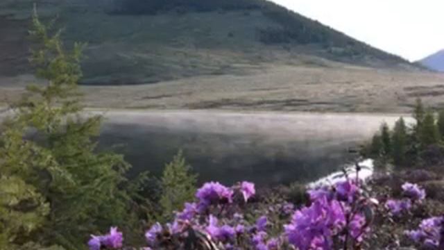 Багульник Самоцветы смотреть онлайн