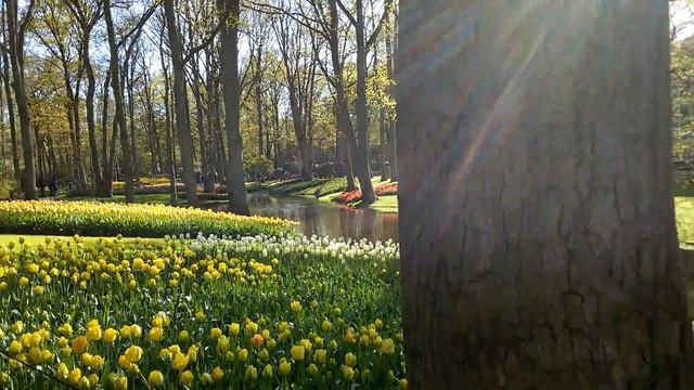 Парк цветов в Нидерландах Кекенхоф смотреть онлайн