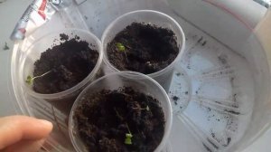 Годеция.  Как вырастить?!???