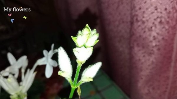 Уайтфельдия или Белые свечи.Уход и выращивание.