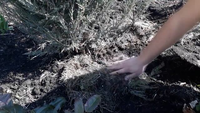 Размножение Можжевельника - (хвойных) - Методом прикапывания | 100% укоренение хвойных смотреть онлайн