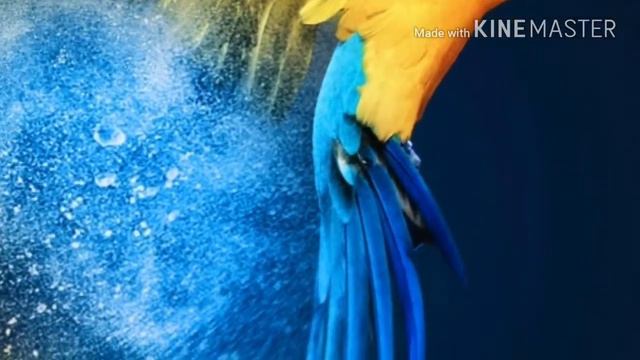 Много красивых картинок! Тема: Джунгли. смотреть онлайн