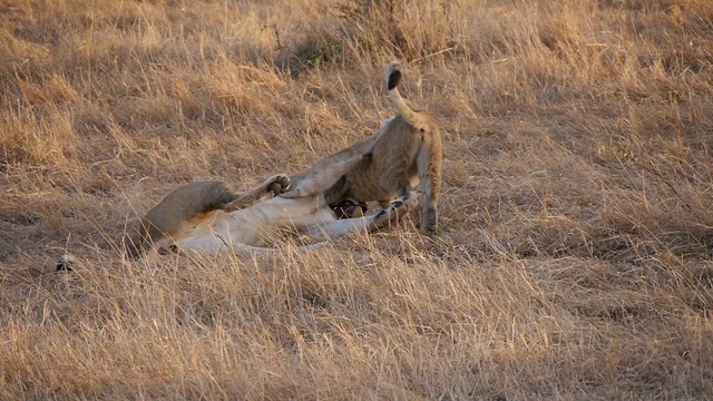 Африка смотреть онлайн