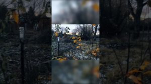 Мушмула германская, Тамбов #shorts