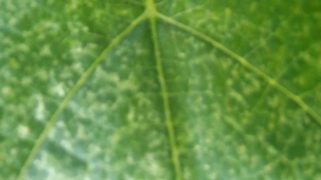 БОЛЕЗНИ И ВРЕДИТЕЛИ ВИНОГРАДА НАРОДНЫЕ МЕТОДЫ БОРЬБЫ ДЕГТЯРНОЕ МЫЛО ПРОТИВ ЦИКАДКИ смотреть онлайн