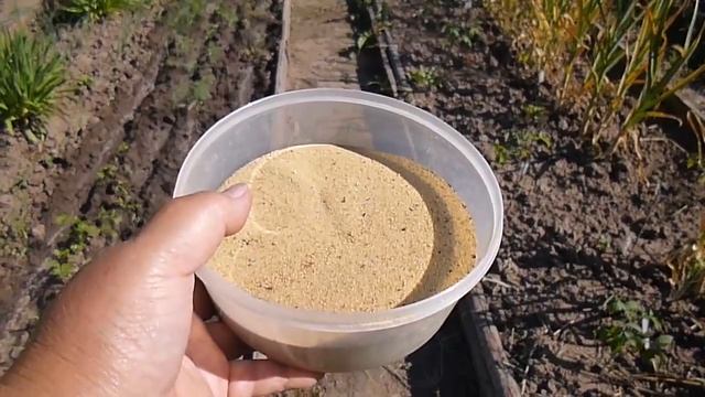 Посеяла Повторно Морковь, в конце июня, Взошла Вся! смотреть онлайн