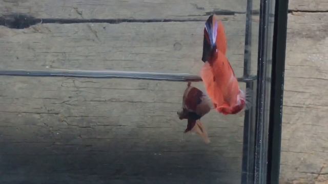 candy black orange смотреть онлайн