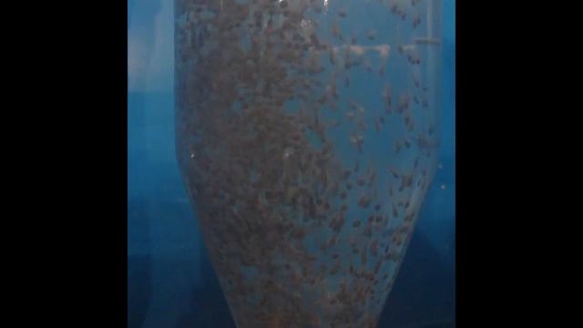 Выклев личинки русского осетра из икры на осетровой ферме BIOSILA смотреть онлайн