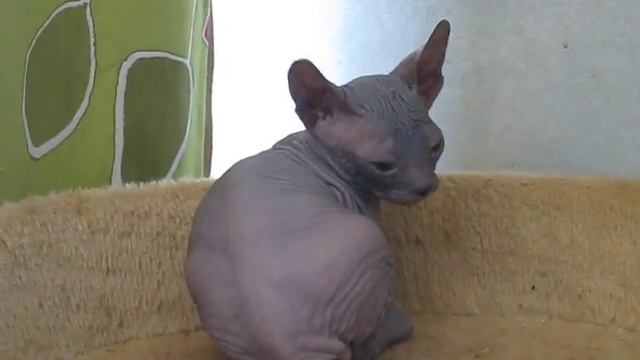 Don sphynx, S*Krasa Mira, Sweden смотреть онлайн