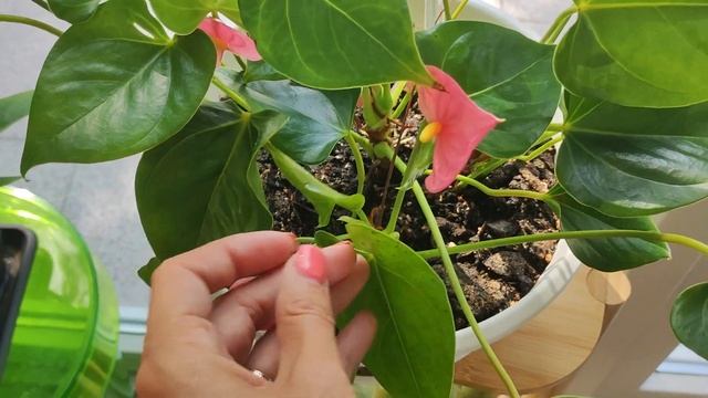 Точки на листьях антуриума, коричневые вкрапины на пластине. Листья антуриума желтеют. смотреть онлайн