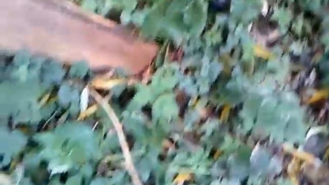 Rubber boots in mud, brodění blátem v gumových holínkách 13 смотреть онлайн