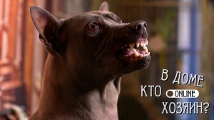 НЕ ДУШИТЕ СОБАКУ! ПОСЛЕДСТВИЯ ЭТОГО МЕТОДА ВОСПИТАНИЯ ВАМ НЕ ПОНРАВЯТСЯ