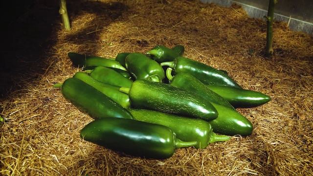 Халапеньо - Гиганты! Крупноплодный сорт легендарного перца.