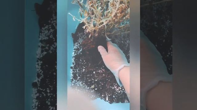 Memory 3 ?? третья проба пера. завтрак,пересадка растений,быстрый суп+компот,осень,вечер.